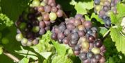 Grapes from Busi-Jacobsohn Vineyard