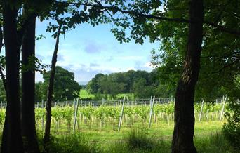 Vines at Off the Line Vineyard