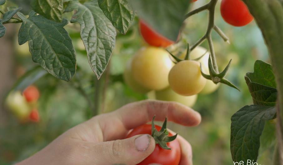 picking tomatos