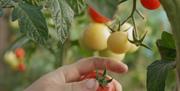 picking tomatos