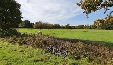 bike leaning against greed hedge with horse grazing in background