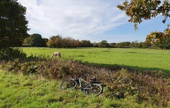 bike leaning against greed hedge with horse grazing in background