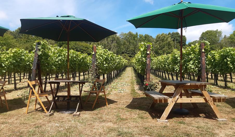 View of vineyard with picnic tables
