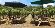 View of vineyard with picnic tables