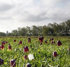 Cricklade North Meadow (National Nature Reserve)