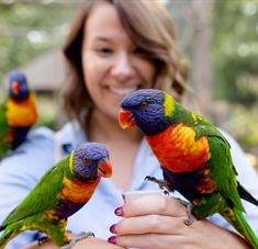 women feeding lorikeets, one on each hand and one on her shoulder