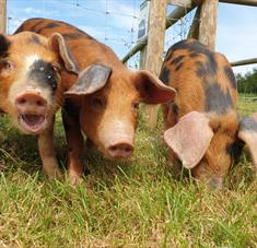 Cholderton Rare Breeds Farm - Pigs