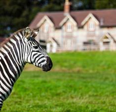 Zebra outside longleat accommodation