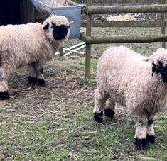 River Bourne Community Farm