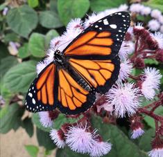 Orange butterfly on pink flowers