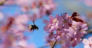 Festival of Blossom Spring Events
