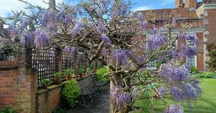 Close Consort music in the garden