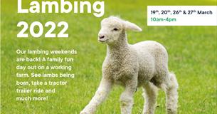 Lackham Lambing Weekend - Sunday 27th March