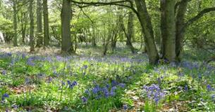 Forest bathing