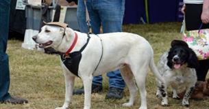Spectacular Barford Village Fete Goes to the Dogs!