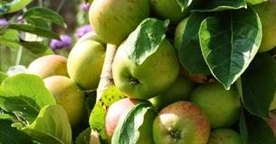 Heritage Apple Day at Lydiard Park