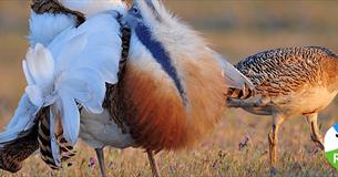 RSPB: A Victorian Birder's Wiltshire