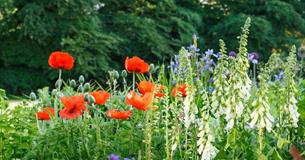 Altons and Honeystreet Open Gardens Festival
