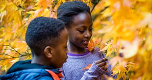 Autumn family trail at Westonbirt Arboretum