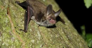 Nature Trail Bat Tour