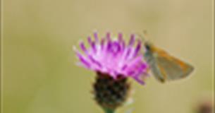 BioBlitz