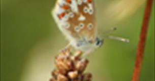 Biodiversity Breakfast