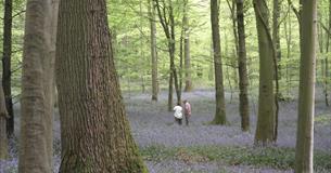 Bluebell Wood