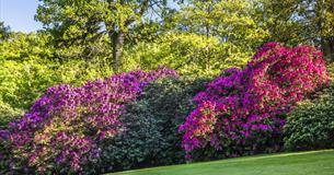 Woodland Gardens Guided Tours