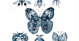 The Ethical Entomologist