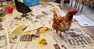 Not a Still Life: Return of the Chickens!