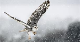 Christmas Carols and Owls