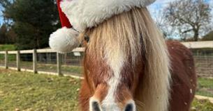 Visit Santa
