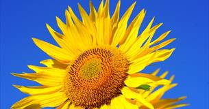 The Sunflower Trail
