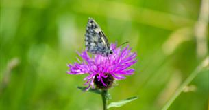 Annual Nature and Butterfly Day