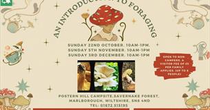 Introduction to Autumn Foraging -Workshop and Walk in Marlborough