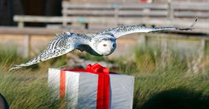 Owls by Moonlight at Christmas
