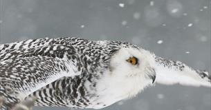 Evening Owls at Christmas