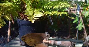 Failsafe Garden Plants