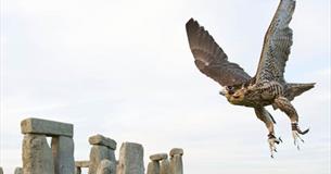 Victorian Falconry at Stonehenge