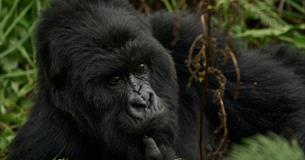 The Challenge of Sustainable Gorilla and Chimpanzee Conservation and Ecotourism