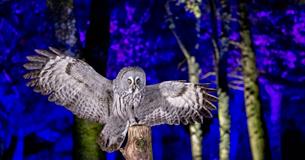 Winter Woodland Lights event at Hawk Conservancy Trust