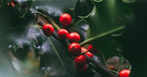 bright red holly berries