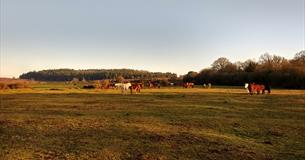 Guided Walk: New Forest and Lower Avon Valley