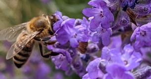 Wiltshire Bee & Honey Day 2025