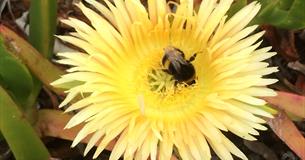 Open Gardens