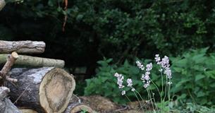 Meet the Ranger: Mini beast adventures and nature crafts