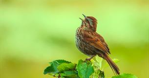Trio Paradis: Spring Song at Warminster