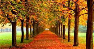 Trio Paradis Café Concert: The Music of Trees at Warminster