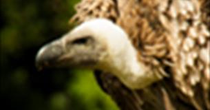 International Vulture Awareness Day