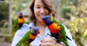 women feeding lorikeets, one on each hand and one on her shoulder